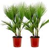 Bloomique - Set di 2 - Washingtonia Robusta - Palma Messicana a Ventaglio - Palma da Giardino Resistente al Freddo - Piante da Esterno - Altezza 80-100 cm - Vaso 21 cm