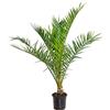 Bloomique - Phoenix Canariensis - Palma delle Canarie - Palma da Giardino - Resistente al Freddo - Alta 80-100 cm - Vaso 19 cm