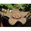 Generic Portal Cool Stapelia variegata - Offset