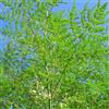 Generic semi di moringa, biologici resistente interno decorazione 40pcs