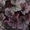 le Georgiche Vivai le Georgiche - Pianta vera di Heuchera Carnival Plum Crazy Heuchera 'Balcarulm' Euchera - vaso Ø 18 cm