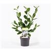 Vivaio di Castelletto Magnolia giapponese Magnolia Stellata pianta in vaso ø18 cm h. 80/100 cm Vivaio di Castelletto