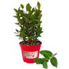P. Piantine da Orto | Alloro, Pianta in Vaso Diametro 14 cm, Pianta Pronta per il Trapianto, Pianta Vera da Esterno, Piantina Aromatica per Balcone o Terrazzo, Vivaio Italiano