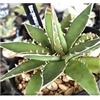 Seeds & Plants Shop by Ipsa Pezzi - 10x Agave Garciae Mendozae Agave Giardino Piante - Seme ID682 - Seeds & Plants Shop by Ipsa