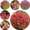 Generic Semi di Photinia red robin - resistenti per balconi rialzati rari, giardino, biologici, 500pcs