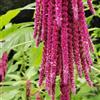 Generic amaranto di selvaggio letto elevato per balcone giardino semi giardino interni perenni resistenti 400pcs
