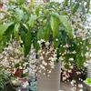Generic semi di gelsomino resistenti, arbusti resistenti in vaso rare balcone gelsomino perenni 80pcs