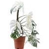 Vivaio Garden Forest, Monstera deliciosa Albo Variegata - Pianta da interno rara e variegata bianca, Sempreverde rampicante o ricadente, Foglie grandi fenestrate, Luce indiretta