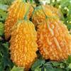 Generic zucca amara - melone amaro - semi di melone amaro da giardino perenni resistenti semi di per aiuole rialzate decorazioni da giardino per esterni 25semi