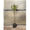 Generic Pianta di Gelsomino siciliano ad Alberello, in vaso 20, fiore bianco profumato, Jasminum officinale