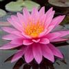 Giardini d'Acqua Pianta di Ninfea Mayla fucsia con vaso, da inserire in laghetti o stagni Fioritura da giugno a settembre