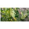 Seeds & Plants Shop by Ipsa Pezzi - 10x Phyllanthus Niruri Cespuglio Giardino Piante - Seme ID1508 - Seeds & Plants Shop by Ipsa