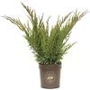 Vannucci Piante - Juniperus media 'Mint Julep', Ginepro, Pianta vera in vaso, Pianta da terrazzo (cod. 22)