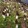 Generic Semi di spugnole, acquistarere micelio di semi di antichi rare coltivare resistenti giardino sul balcone 350pcs
