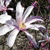 le Georgiche Vivai le Georgiche - Pianta vera di Magnolia stellata Rosea - vaso Ø 23 cm