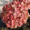 le Georgiche Vivai le Georgiche - Pianta vera di Hydrangea macrophylla Chocolate Ever Belles Hydrangea macrophylla 'Hokomachoko' Ortensia 'Chocolate Ever Belles' - vaso Ø 18 cm