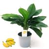 POWERS TO FLOWERS - BANANITO, BANANO A FRUTTO PICCOLO, VASO 17CM DIAMETRO, PIANTA DEL BANANO, pianta vera