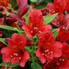 le Georgiche Vivai le Georgiche - Pianta vera di Alstroemeria Inticancha® Red Giglio peruviano, Giglio degli Incas - vaso Ø 14 cm