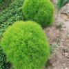 Generic semi di kochia scoparia in crescita cipresso estivo da balcone, rare perenni resistenti per il giardino 400pcs