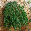 Generic cespuglio di capperi coltivazione di rampicanti Capparis spinosa sospese decorazione recinzione viticci giardino da interno, da appendere al balcone 250semi