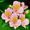 Generic Semi di Alstroemeria - da giardino roccioso resistenti autunnali resistenti semi di to come per gli ospiti per luoghi soleggiati da balcone 300pcs