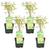 Bloomique - Set di 4 - Acer Palmatum Butterfly - Foglia Bianco-Verde - Acero Giapponese - Resistente al Freddo - Pianta da Giardino - Alte 25-40 cm - Vaso 10,5 cm