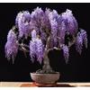 Generic Pãºrpura China Wisteria sinensis 5 Semillas ez Crecer Bonsai fragante CombSH J11
