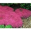 Generic Timo serpillo Semi Scarlet, perenni Semi Groundcover, 500ct Bulk