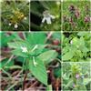 Generic semi di ortica morta, biologici esotici per giardino semi di aromatiche 100pcs
