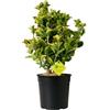 Plantì EUONYMUS JAPONICUS Arbusto sempreverde da esterno, vaso da 19 cm. Piante vere da giardino e terrazzo con foglie variegate. 6 mesi di concimazione inclusi. Idea regalo pianta da esterno (Kathy)