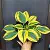 Generic 50 pz Semi resistenti della pianta Hosta, Pianta perenne resistente all'inverno e tappezzante del terreno (Hosta plantaginea) Semi di piante erbacee Decorazione del balcone camera