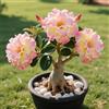 OPVDJD Rosa del deserto in Vasca:Colore Vivido/Decorazione per Casa e Giardino/per Interni e Esterno-B-3 Rhizome
