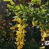 Generic semi di maggiociondolo - interno comprare maggiociondolo, resistenti per il giardino da balcone, 200pcs