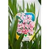 Vannucci Piante - Nerium oleander, Oleandro, Pianta vera in vaso (Rosa)