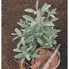 Generic 50 semi di Salvia Bianca difficili da trovare
