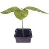 Happy Exotics 1 Árbol de cacao | Theobroma Cacao | Variedad Jaca | Planta de cacao de semilla de Sudamérica | Rara en la UE | Planta de interior | Árbol de chocolate | Planta de cacao en grano