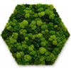 I GIARDINI DI GIULIA - Quadro Esagonale Verde Stabilizzato con Muschio e Licheni Naturali - Decorazione Vegetale di Design per Casa e Ufficio - Senza Manutenzione (Esagonale 40x40 cm., Senza Cornice)