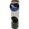 VERDE VIVO Coppia di Alga Marimo Chladophora Aegagropila in vaso di vetro con ghiaia