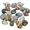 SLSKO Conchiglie di paguro naturali, forniture for paguro, conchiglie di paguro grandi, medie e piccole, 0,5-5 cm, varie dimensioni di apertura, conchiglie di perle for decorazioni, E(A)