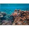 Didooou Adesivo autoadesivo per acquario, sfondo sottomarino, decorazione naturale, paesaggio marino, corallo, adesivo per acquario (30 * 50 cm / 11,8 * 19,7 pollici, pesce corallo)
