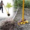 Generico Estrattore Di Piantine，Rimuovi Pali，Utensile Grande Ad Alta Leva，Sradica Completamente I Fusti Legnosi，Per Alberi Arbusti Viti Spine Pali In Legno
