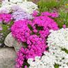Generic semi di flox strisciante - esotiche perenni balcone giardino roccioso resistenti 450pcs