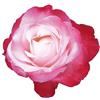 Rose Barni Nostalgie®, rosa viva rifiorente di Rose Barni®, rosa in vaso di effetto prestigio, con fiori grandi di colore bianco panna al centro sfumato di rosso ciliegio, cod. 71360