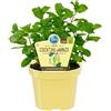 exotenherz Hugo Mentha Spicata - Menta per cocktail, 12 cm, colore: verde