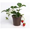 Generico Semi Fragola a Frutto Grosso | Alta Germinazione | Fragole Dolci e Succose | Semi per Coltivazione in Vaso e Giardino | Pianta Facile da Coltivare, Raccolto Abbondante