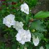 le Georgiche Vivai le Georgiche - Pianta vera di Hibiscus syriacus Admiral Dewey Ibisco, Rosa di Sharon - vaso Ø 19 cm - altezza alla vendita 40-60 cm