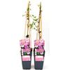 POWERS TO FLOWERS CLEMATIS MONTANA RUBENS, ALTEZZA 50CM, 2 PIANTE, piante vere