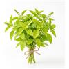 Generico Semi di Basilico al Limone | Alta Germinazione | Basilico Aromatico Profumato per Cucina Gourmet | Pianta Facile da Coltivare in Vaso e Giardino | Semi Naturali Non OGM