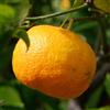 Vivai Decandia Giovanni PIANTA DI MANDARINO SATSUMA in fitocella - età 2/3 anni (foto reali)