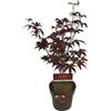 Vivaio di Castelletto Acero rosso giapponese Acero palmatum Bloodgood pianta innestata in vaso 2 litri Vivaio di Castelletto